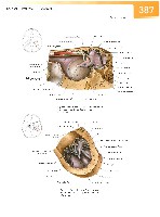 Sobotta Atlas of Human Anatomy  Head,Neck,Upper Limb Volume1 2006, page 394